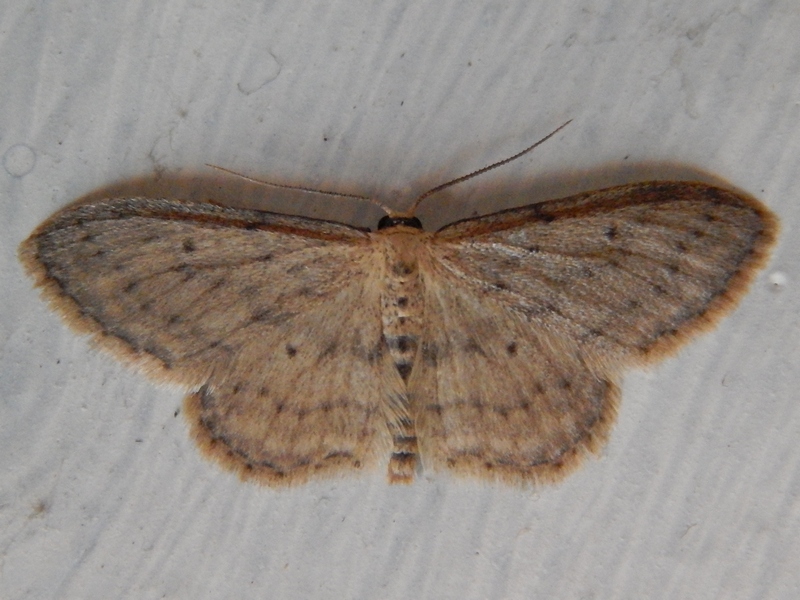 Idaea seriata ? S